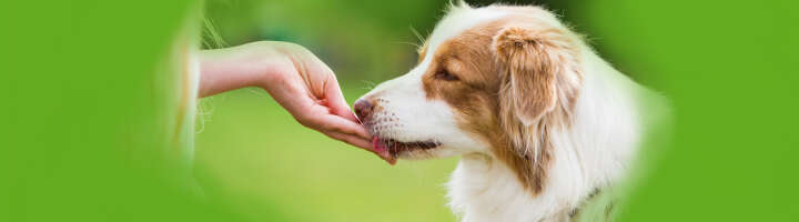 hunde leckerlis kategorieeinstiegsbanner